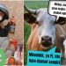 Unta, Kambing dan Sapi Masih Berkeliaran, Tanda Kiamat Masih lama! Tapi Para Ahli Bilang Begini