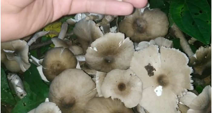 Laron Beterbangan, Kulat Bantilung Menjamur! Inilah Prosesnya Kenapa Hanya Ada di Musim Hujan?