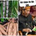 Siap-siap Singkong dan Tebu Bakalan Mahal, Prabowo Sebut Ini Bahan Baku BBM, Apa Kabar Kendaraan Listrik?