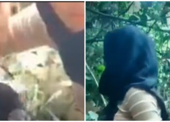 Mesum di Bulan Puasa, Atlet Voli di Pacitan Kuda-kudaan di Hutan, di Rekam Pula dan Kini Nyebar