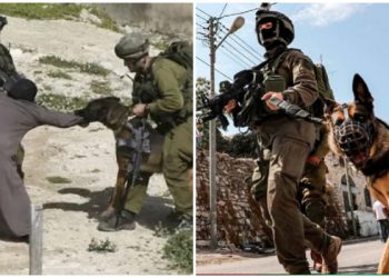 Pasukan Israel Makin Frustasi Hadapi Hamas, Anjing Merekapun Mampu di Sikat Pasukan Al Qassam