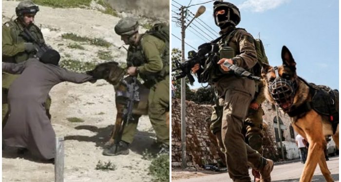 Pasukan Israel Makin Frustasi Hadapi Hamas, Anjing Merekapun Mampu di Sikat Pasukan Al Qassam