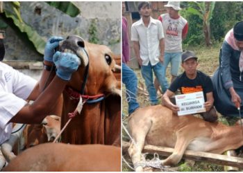 17 Juni Idul Adha, Niat Ber-kurban Kambing, Domba atau Sapi Bisa Untuk Berapa Orang, Simak Ini!