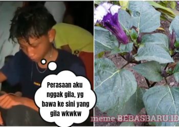 Kenapa Tanaman Kecubung Bisa Bikin Halunisasi dan Berakibat Kematian, Dimana Tumbuhnya?