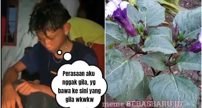 Kenapa Tanaman Kecubung Bisa Bikin Halunisasi dan Berakibat Kematian, Dimana Tumbuhnya?