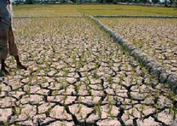 Sawah di Kecamatan Tanta Terancam Puso, Tanah Bangkang Kekeringan Air