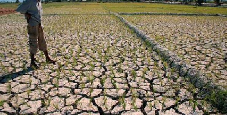 Sawah di Kecamatan Tanta Terancam Puso, Tanah Bangkang Kekeringan Air