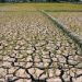Sawah di Kecamatan Tanta Terancam Puso, Tanah Bangkang Kekeringan Air