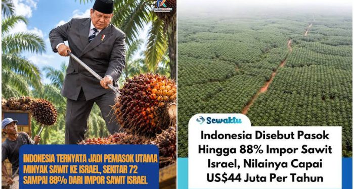 Astaga, Indonesia Dibodohi Singapura, Beli Sawit di Indonesia, Lalu Dijual ke Israel Harga Selangit!